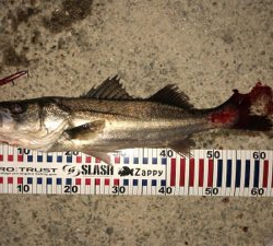 バチ抜けシーバス