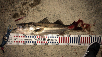 バチ抜けシーバス