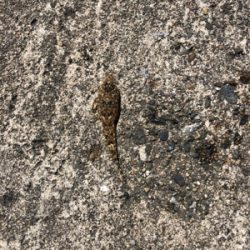 早めのキス釣り