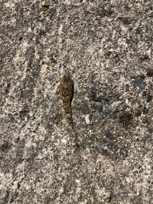 早めのキス釣り