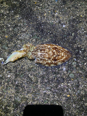 春烏賊を求めて。