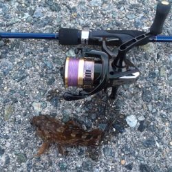 ガシラ祭り‼️