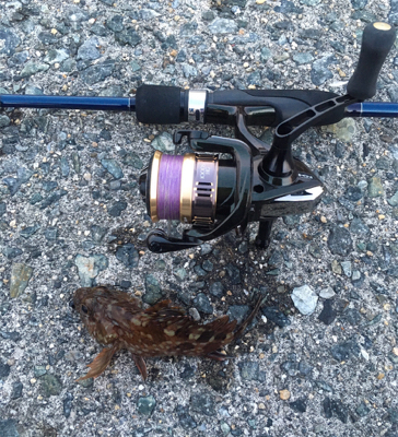 ガシラ祭り‼️