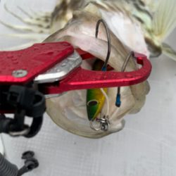 激シブジギング