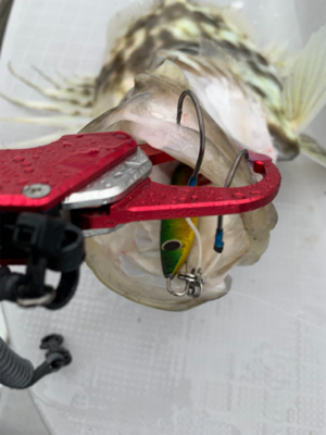 激シブジギング