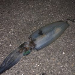 魚がダメならイカでも釣るか