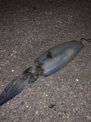 魚がダメならイカでも釣るか