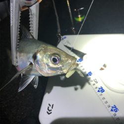 雨上がりアジング！