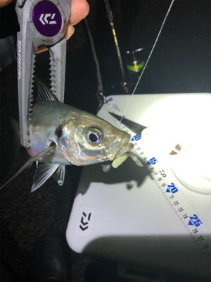 雨上がりアジング！