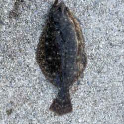 堤防先端とったのに