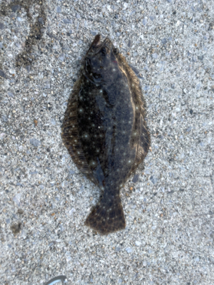 堤防先端とったのに