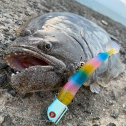 産卵明け組が入ってきてるらしいよ！