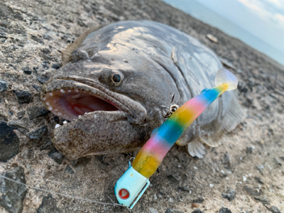 産卵明け組が入ってきてるらしいよ！