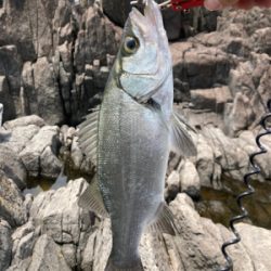 地磯でヒラセイゴ