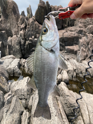 地磯でヒラセイゴ