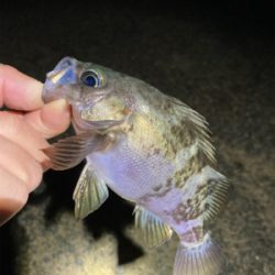 メバルどんどん上げ調子