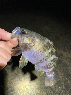 メバルどんどん上げ調子