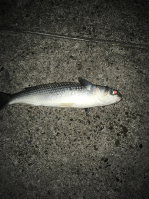 タイミングが合わない(*´Д｀*)