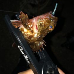 ライトロックフィッシング