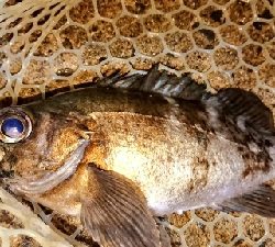 月夜メバルの狙い撃ち