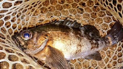 月夜メバルの狙い撃ち