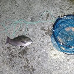 4/8釣果グレ39センチ！