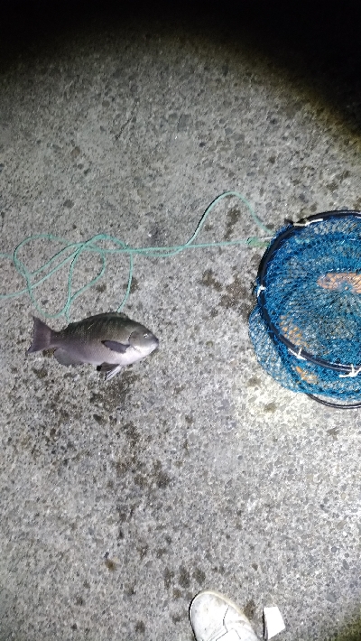 4/8釣果グレ39センチ！