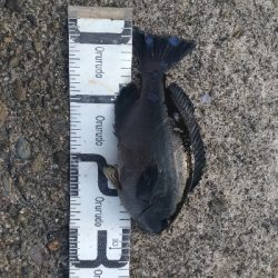 4/15釣果尾長グレ釣れました！