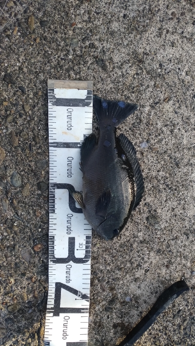 4/15釣果尾長グレ釣れました！