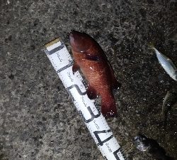 4/18釣果カンダイキビレアジチヌ