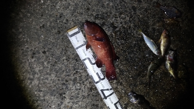 4/18釣果カンダイキビレアジチヌ