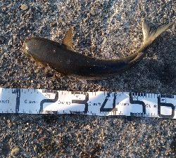 4/22釣果波止から石鯛45センチとアオリイカ