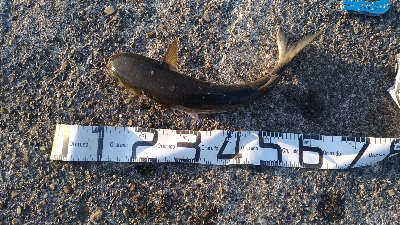 4/22釣果波止から石鯛45センチとアオリイカ