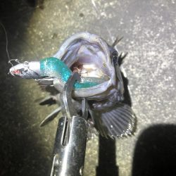 久しぶりにシーバス釣り