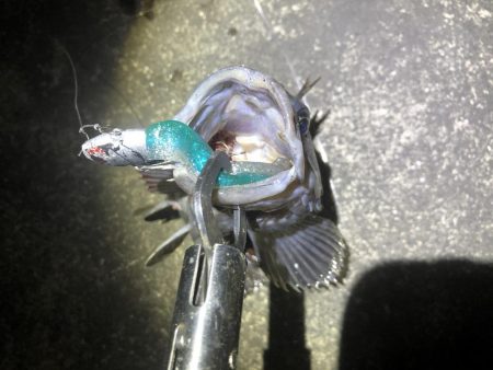 久しぶりにシーバス釣り