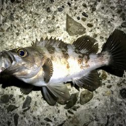 フロートリグで尺メバル探し