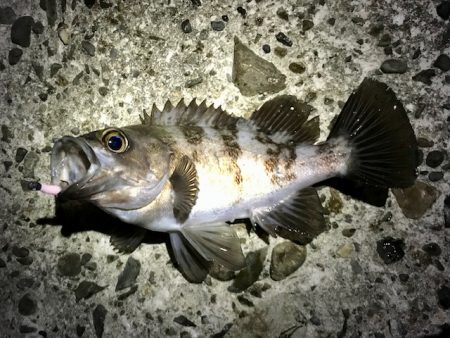 フロートリグで尺メバル探し