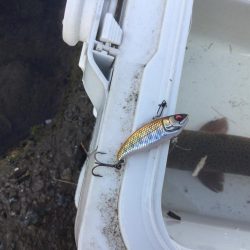 スレてる魚釣り