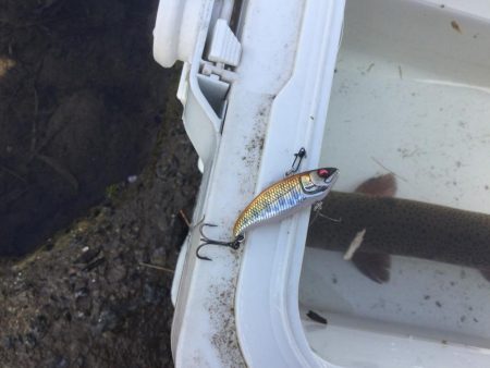 スレてる魚釣り