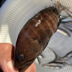 イワシわんさか