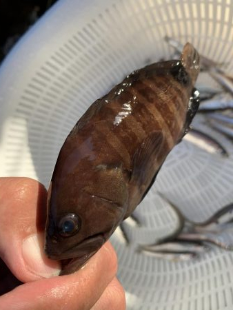 イワシわんさか