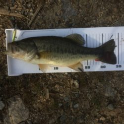 サイズは伸びず