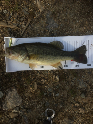 サイズは伸びず