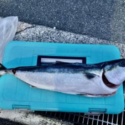 鳥羽シーサイドホテル裏には真鯛