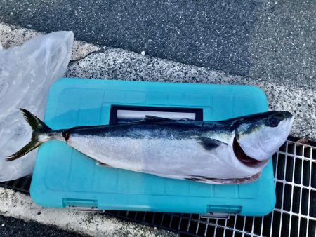 鳥羽シーサイドホテル裏には真鯛