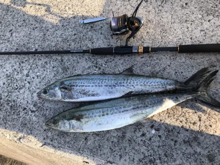 サワラチャレンジ