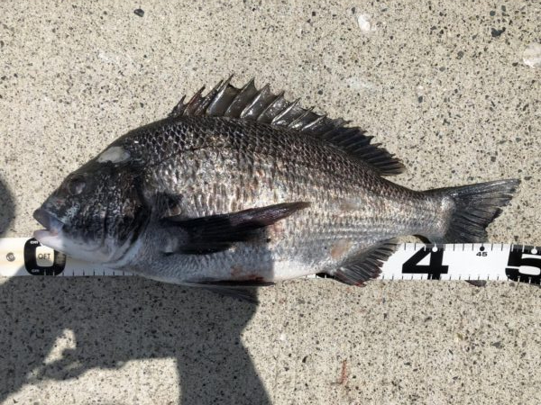 イチノ兄弟、釣果！