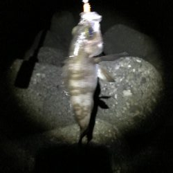 初めて2回目のフロート釣り