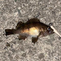 久しぶりのフィッシング