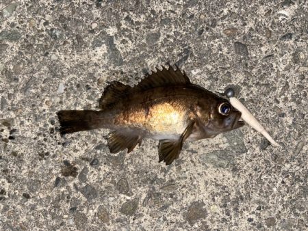 久しぶりのフィッシング